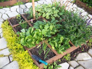 Square-Foot-Gardening